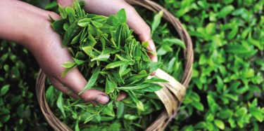 第十四屆中國(guó)（深圳）國(guó)際茶產(chǎn)業(yè)博覽會(huì)暨紫砂、陶瓷、紅木、茶具用品展